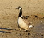 Beautiful Close-up Of The Canada Goose On The Beach Stock Photo