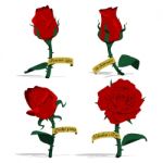 Isolated Roses Stock Photo