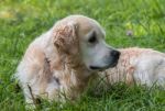 Man's Best Friend! Stock Photo