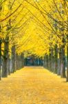 Row Of Yellow Ginkgo Tree In Nami Island, Korea Stock Photo