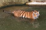 Tiger In The Water Stock Photo