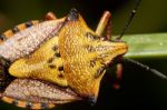 Carpocoris Mediterraneus Stock Photo