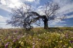 Rural Countryside Stock Photo