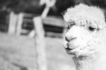 Alpaca In A Field. Black And White  Stock Photo