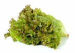 Lettuce Isolated On The White Background Stock Photo