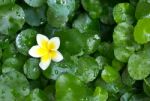 Frangipani Flower And Centella Stock Photo