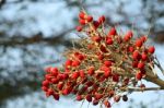 Berry Of Fishtail Palm Stock Photo