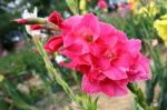 Bunch Of Pink Gladiolus Stock Photo