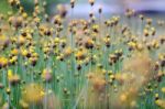 
Xyridaceae Full Bloom Yellow Fields. Look Naturally Beautiful Stock Photo