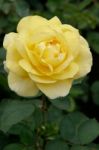 A Beautiful Yellow Rose (rosa) On Display At Butchart Gardens Stock Photo