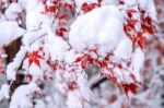 Red Fall Maple Tree Covered In Snow,south Korea Stock Photo