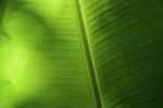 Banana Leaf In Thailand Stock Photo