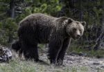 Grizzly Standing On Her Four Legs For Watching Dangerous From Human Stock Photo