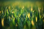 Green Wheat In Evening Light Stock Photo