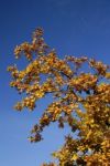 Tree Branch in nature Stock Photo