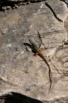 Algerian Sand Lizard (psammodromus Algirus) Mount Calamorro Near Stock Photo