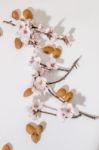 Almond Tree Branch And Almonds Stock Photo