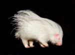 Albino Porcupine Isolated Stock Photo