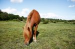 New Forest Pony Stock Photo