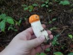 Collection And Preparation Of Autumn Edible Mushrooms Stock Photo