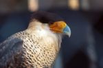 Crested Caracara Stock Photo