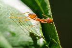 Weaver Ants Or Green Ants (oecophylla Smaragdina) Stock Photo