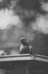 Rainbow Lorikeet Stock Photo