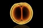 Zygote Cell Stock Photo