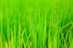 Close Up Rice Fields Stock Photo