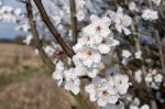 Apple Blossom Stock Photo