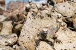 Marine Iguana On Galapagos Islands Stock Photo