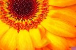 Orange Gerbera Stock Photo