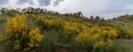 Spring Algarve Landscape Flora Stock Photo