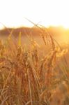 Rice Field Background Stock Photo