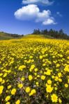 Hill Of Yellow Marigold Flowers Stock Photo