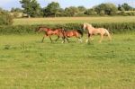 Horses Cantering In A Field Stock Photo