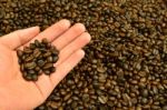 Fresh Roasted Coffee Grain In Hand Stock Photo