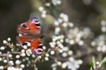 European Peacock Butterfly (inachis Io) Resting On Tree Blossom Stock Photo