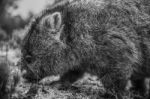 Adorable Large Wombat During The Day Looking For Grass To Eat Stock Photo