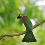 Female Red-bearded Bee-eater Stock Photo