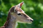 Close-up Of A Red Deer (cervus Elaphus) Hind Stock Photo