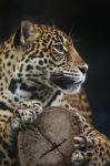 Leopard Stock Photo