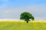 Isolated Tree Stock Photo