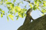 Water Dragon Outside During The Day Stock Photo