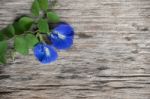 Fresh Butterfly Pea ( Clitoria Ternatea) Flower Stock Photo