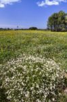 Spring Field Filled With Flowers Stock Photo