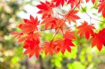 Maple Leaf In Autumn In Korea,autumn Background.(soft Focus) Stock Photo