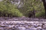 Grove Of Almond Trees In Israel Stock Photo