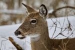 Beautiful Isolated Photo Of A Wild Deer In The Snowy Forest Stock Photo