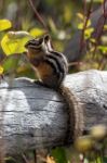 Uinta Chipmunk (neotamias Umbrinus Fremonti) Stock Photo